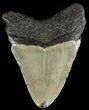 Bargain, Megalodon Tooth - North Carolina #65695-1